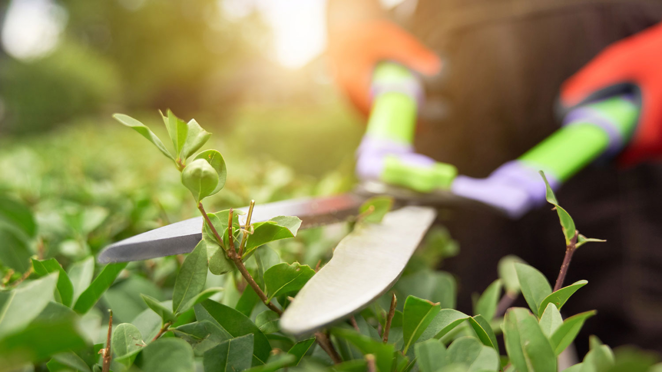 manos-masculinas-cortando-arbustos-tijeras-grandes