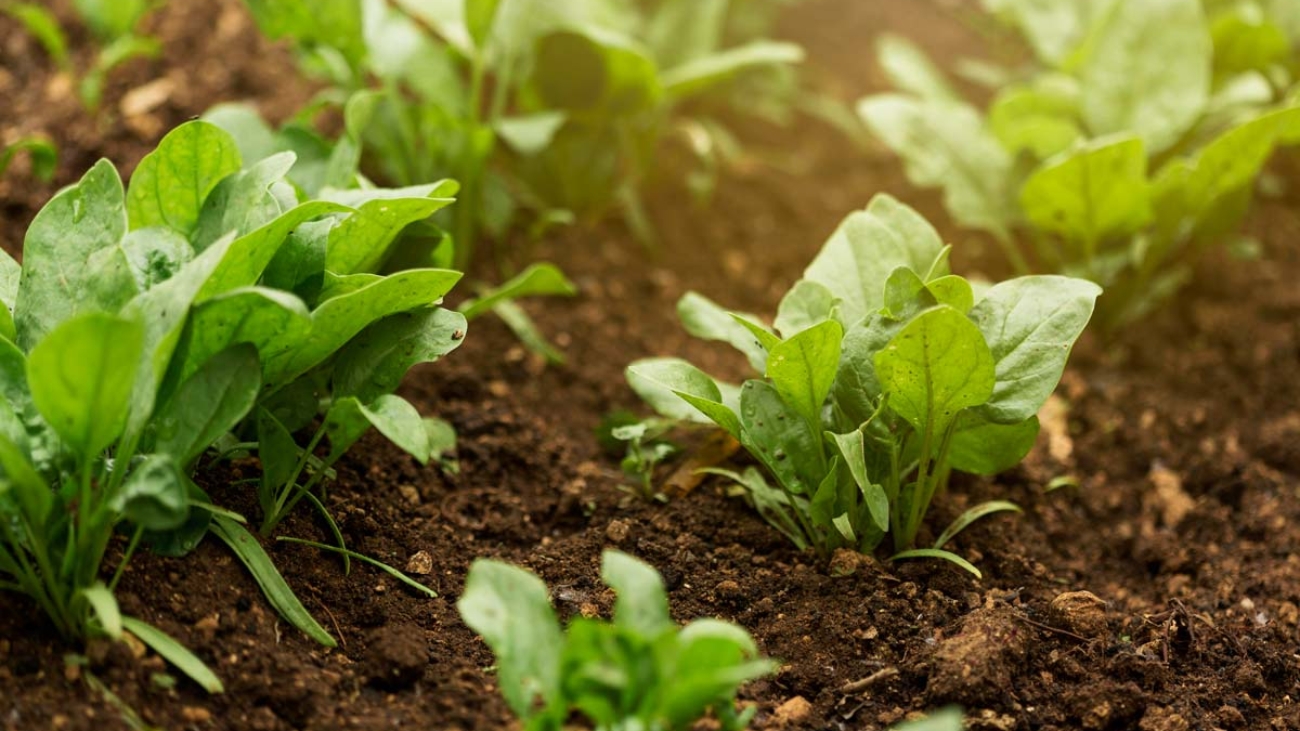 planstas-alto-angulo-hojas-verdes