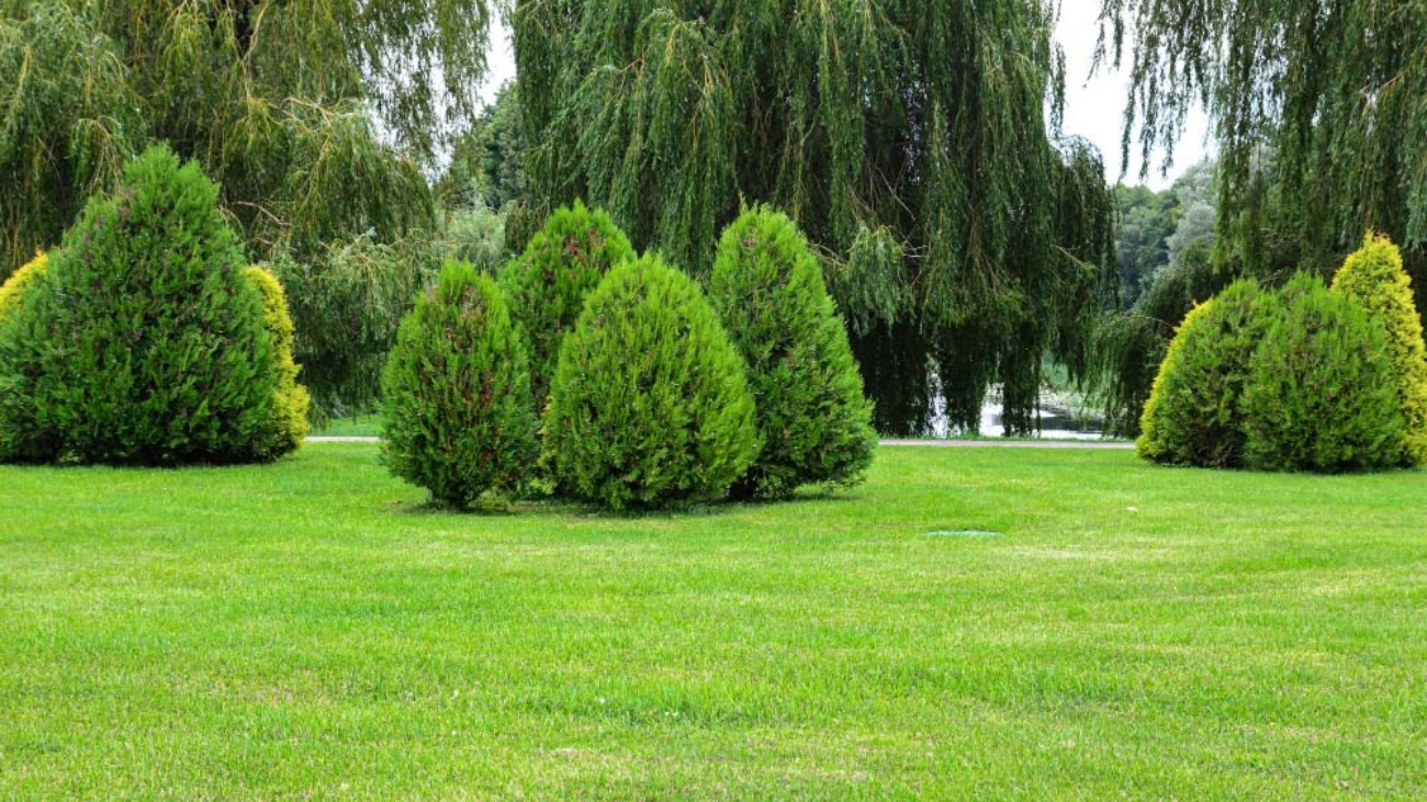 arboles-hermosos-paisaje-cesped-verano