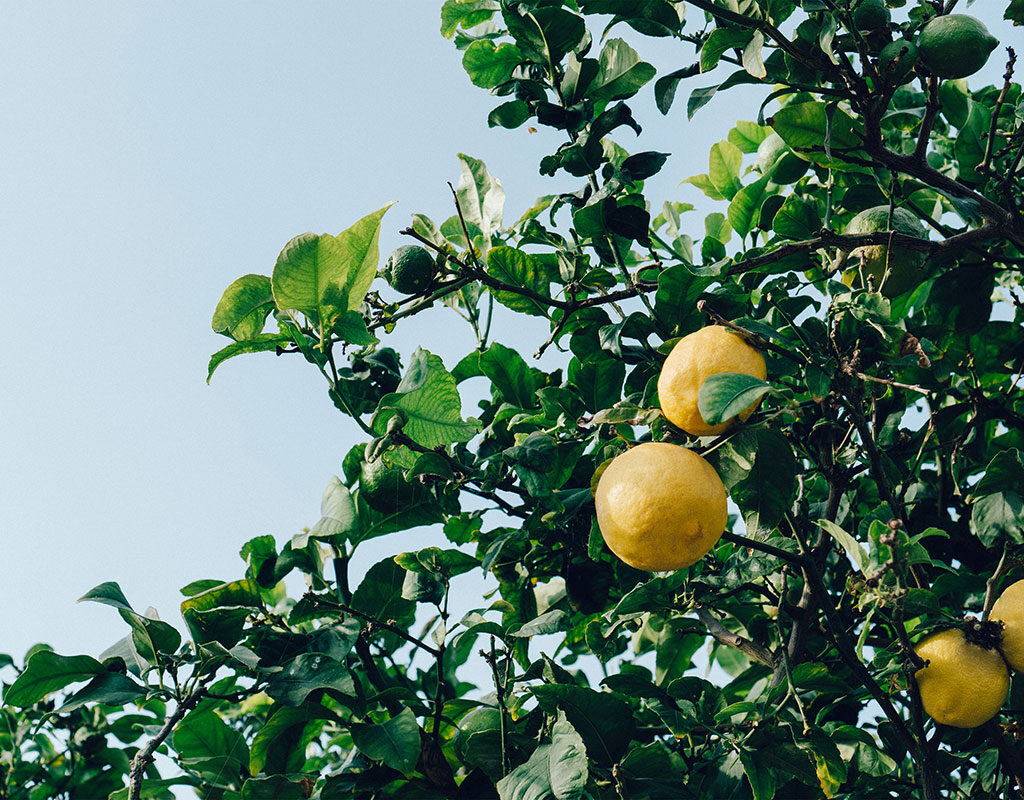 Limón, un Cultivo Agrícola de Mucha Importancia