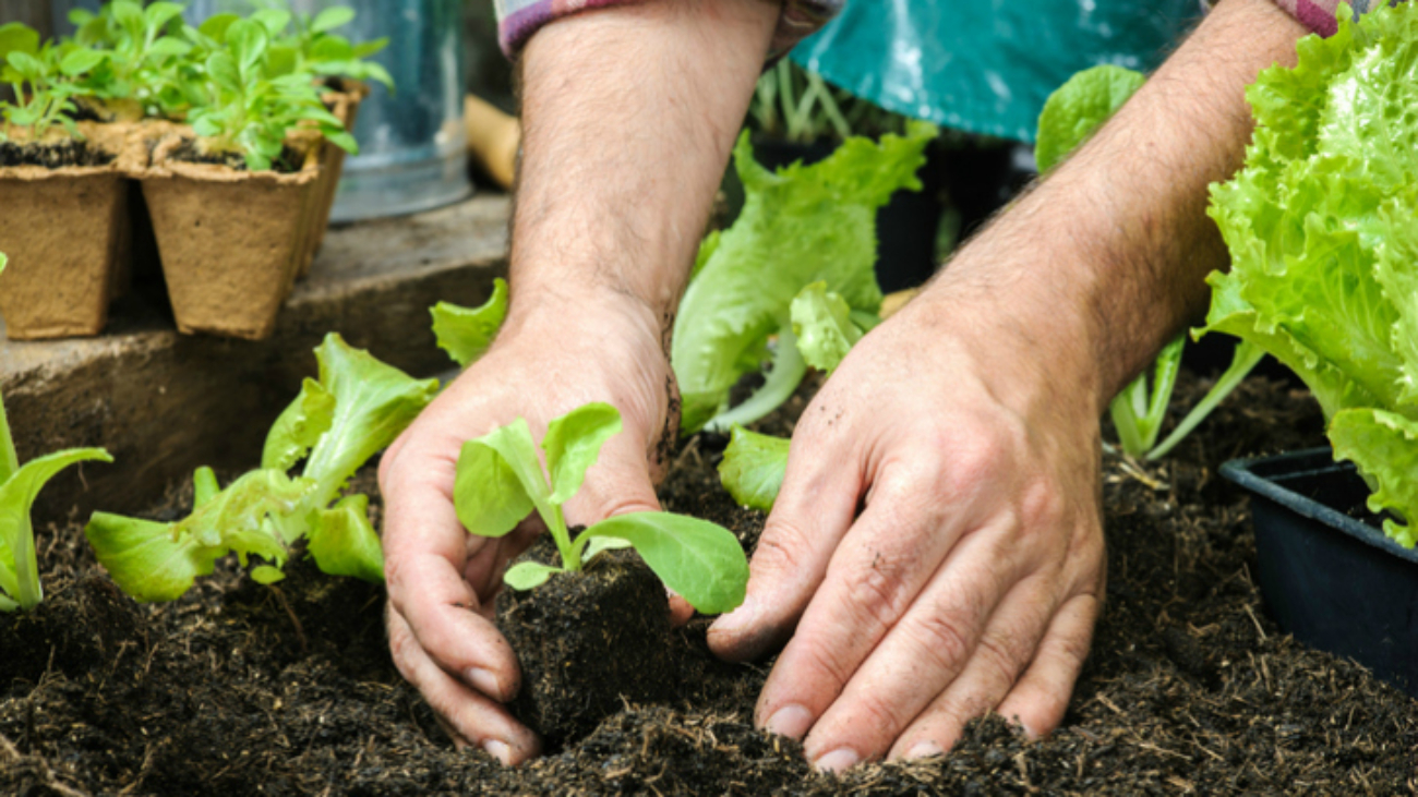 Farmer planting young seedlings of lettuce salad in the vegetable garden